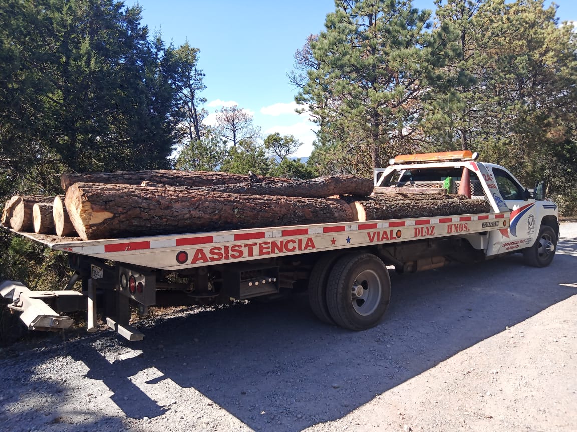 Aseguró SSC 16 trozos de madera verde en rollo, en Tlaxco